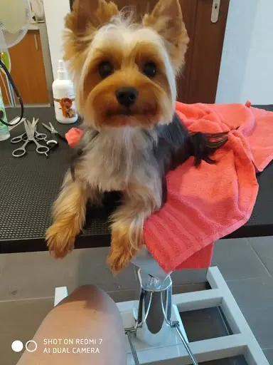 Pies Zczotka Strzyżenie psów